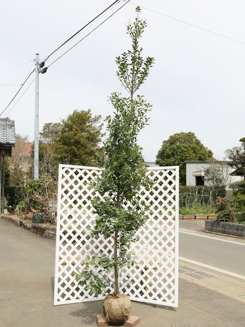 楽天市場】モチノキ 単木 2m 露地 苗木 : トオヤマグリーン
