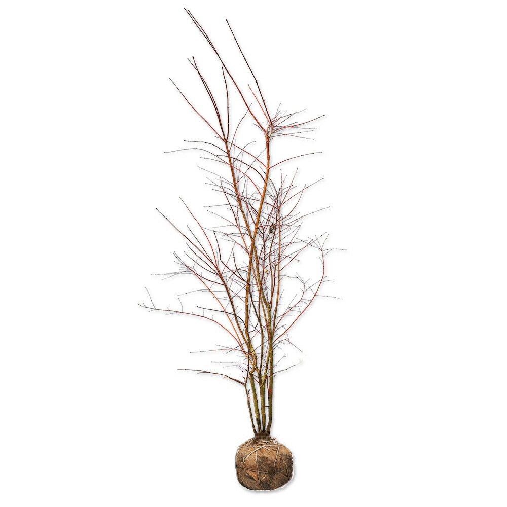 楽天市場】イロハモミジ 株立ち 2m 露地 苗木 : トオヤマグリーン