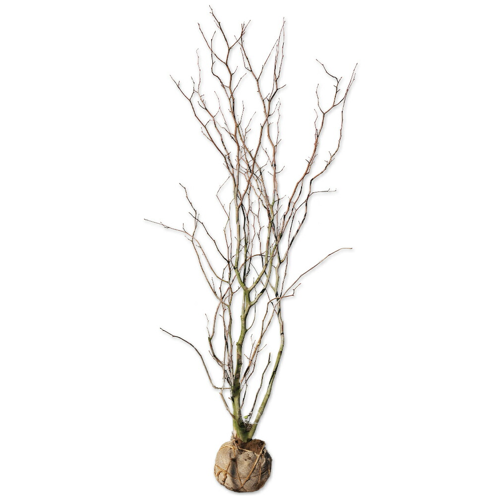 楽天市場】マルバノキ 1.5m 露地 苗木 : トオヤマグリーン