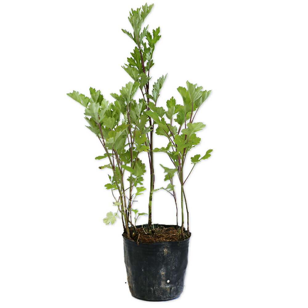 楽天市場】ヨモギ 9.0cmポット 苗 : トオヤマグリーン