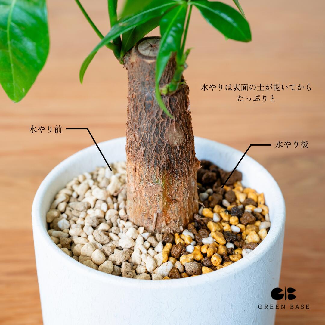 楽天市場】【楽天1位 | 11種類から選べる鉢】ガジュマル 4号 小さくて