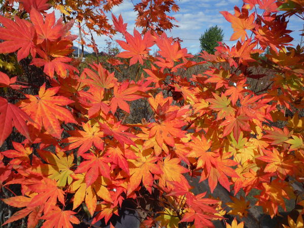 楽天市場】【スーパーセール10%OFF】【現品発送】コハウチワカエデ 株