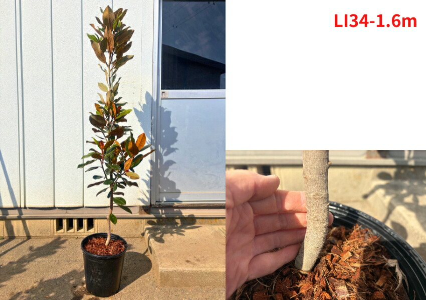 楽天市場】【現品発送】タイサンボク リトルジェム 樹高1.5-1.8m(鉢底