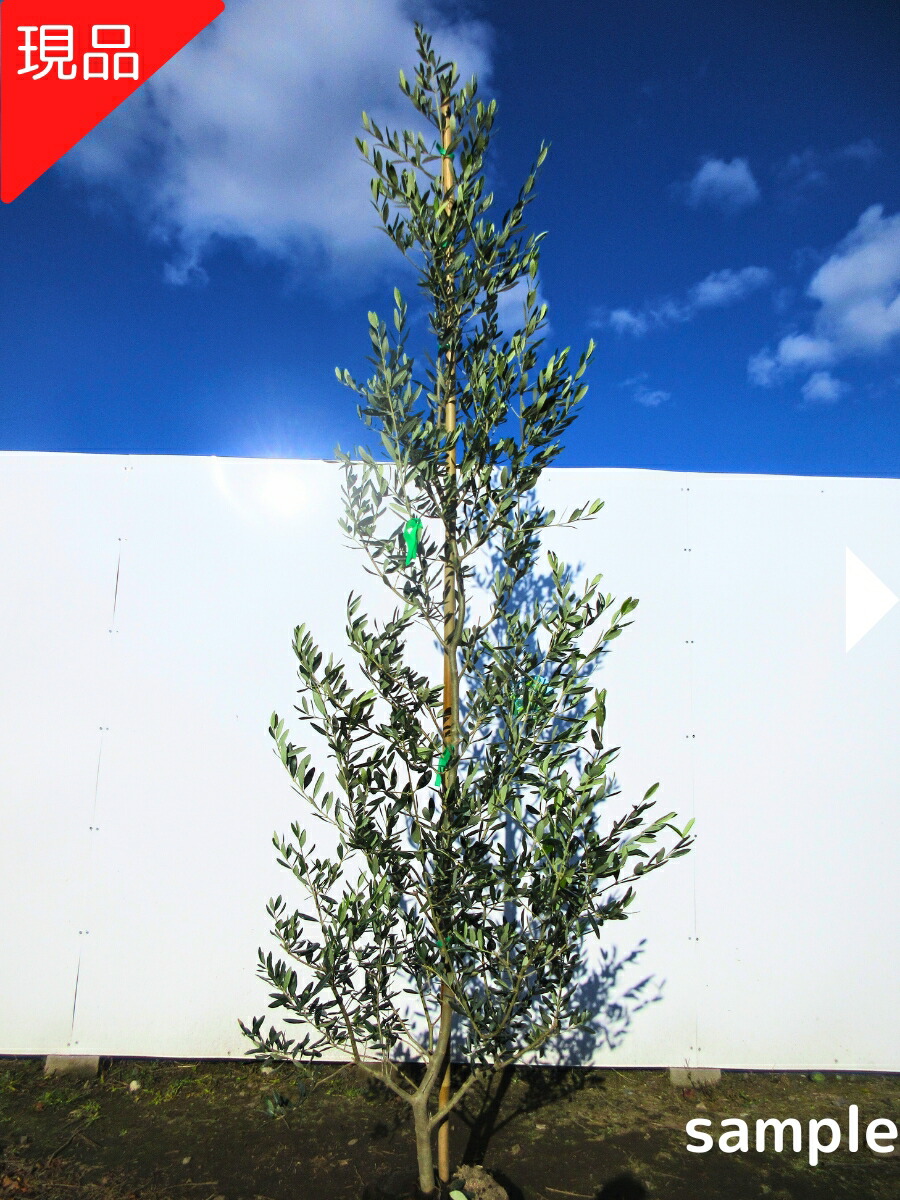 楽天市場】【スーパーセール10%OFF】【現品発送】オリーブの木