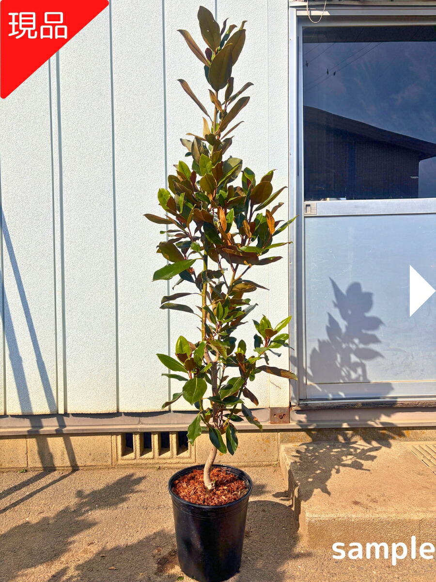 楽天市場】【現品発送】タイサンボク リトルジェム 樹高1.5-1.8m(鉢底