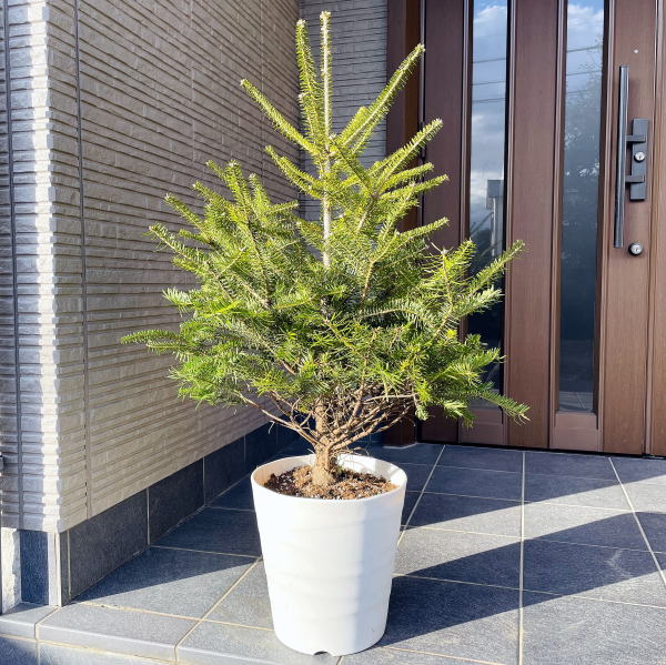 楽天市場】もみの木 植木の通販