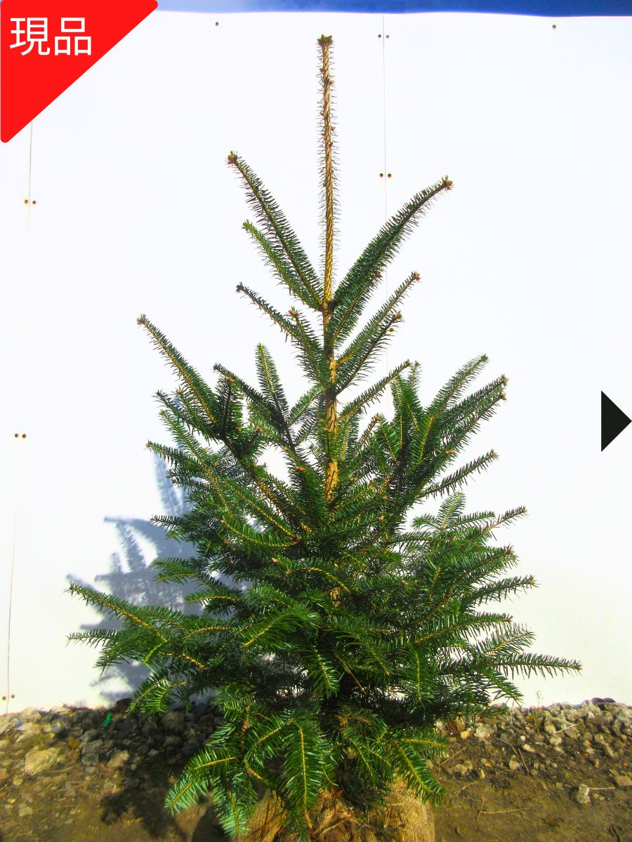 楽天市場】【現品発送】もみの木(ウラジロモミノキ) 樹高1.0-1.3m(根鉢