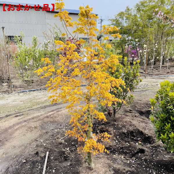 楽天市場】モミジ 桂(カツラ)樹高1.8m前後(根鉢含まず） カツラモミジ