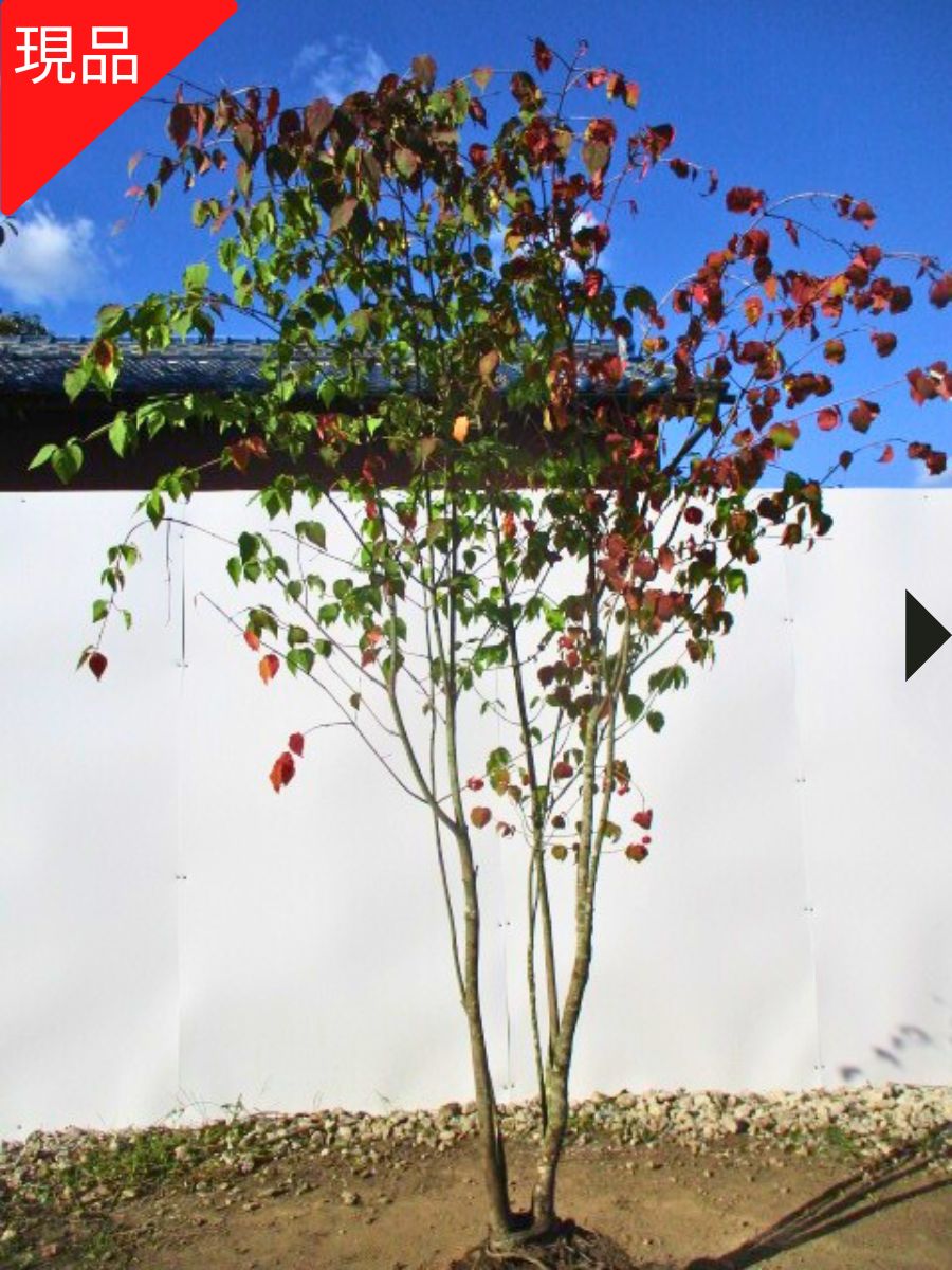 楽天市場】【現品発送】ツリバナ 株立ち 樹高2.2-2.5m(根鉢含まず