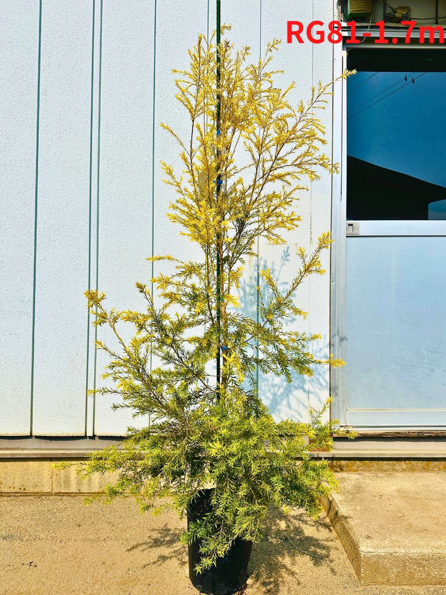 楽天市場】【現品発送】メラレウカ レボリューションゴールド樹高1.6