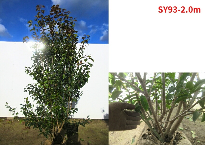 楽天市場】【現品発送】ソヨゴ 雌株 株立ち 樹高2.0-2.2m(根鉢含まず