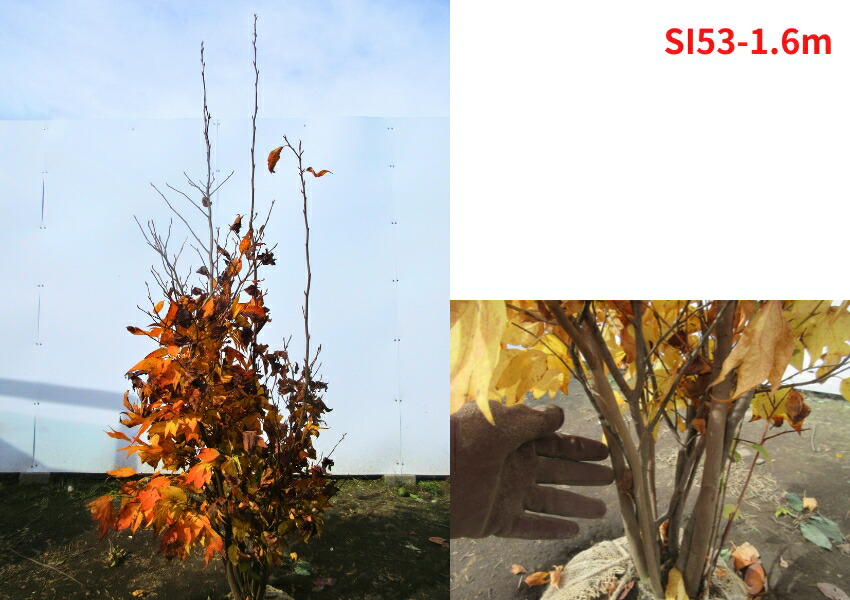 楽天市場】【現品発送】シロモジ 株立樹高1.5-2.0m(根鉢含まず