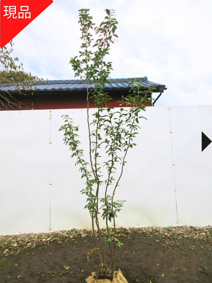 楽天市場】【現品発送】ヤマコウバシ 株立ち 樹高1.9-2.2m(根鉢含まず