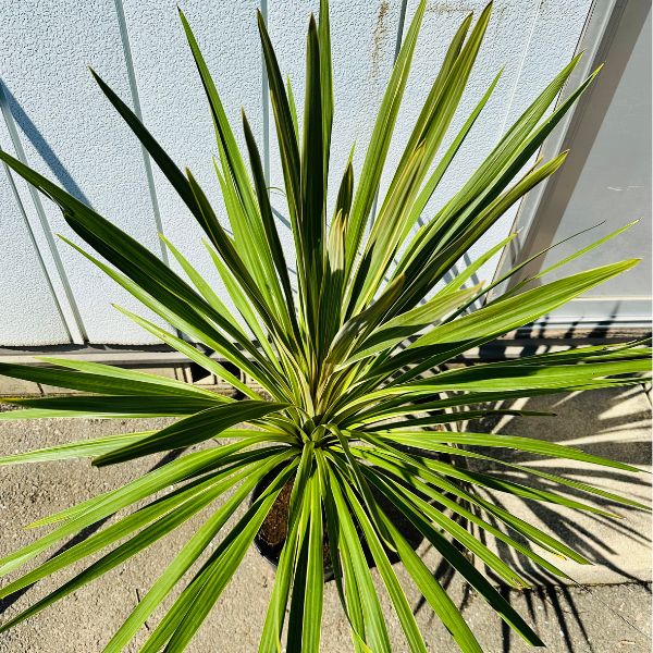 楽天市場】【一点もの】コルジリネ(コルディリネ) トーベイダズラー