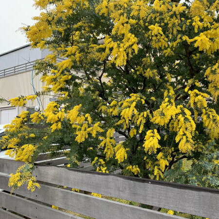 楽天市場】ギンヨウアカシア プルプレア 7号 樹高1.4m前後(鉢底から