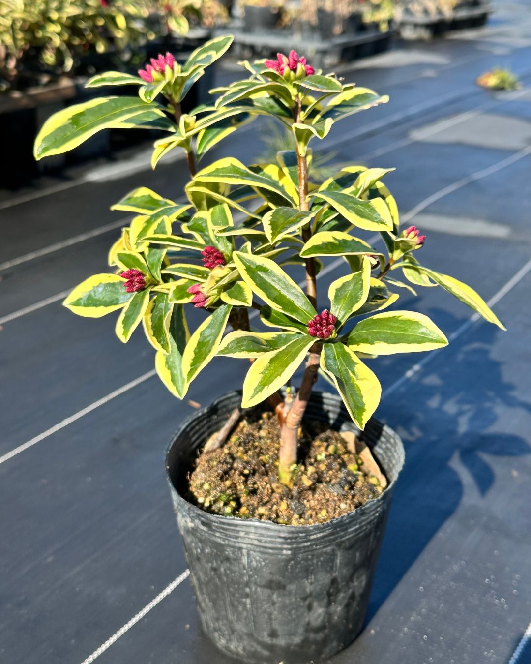 楽天市場】斑入り沈丁花(フイリジンチョウゲ) 赤花 前島 【送料無料