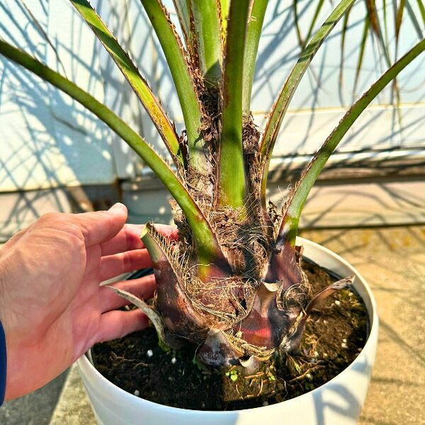 楽天市場】ココスヤシ 7号 樹高80cm前後(鉢底から) ヤシノキ 椰子の木