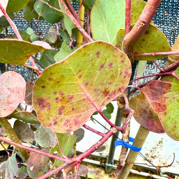 楽天市場】【スーパーセール10%OFF】ユーカリ(ポポラス) 株立ち 樹高