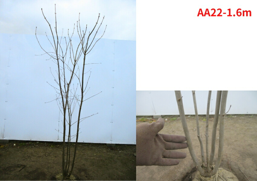 楽天市場】【現品発送】アオダモ 株立ち 樹高1.5-1.7m(根鉢含まず）苗