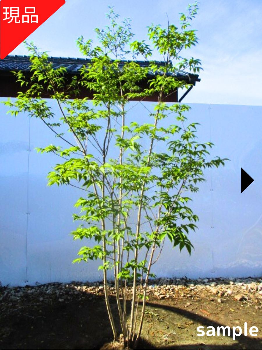 楽天市場】【現品発送】アオダモ 株立ち 樹高1.5-1.7m(根鉢含まず）苗