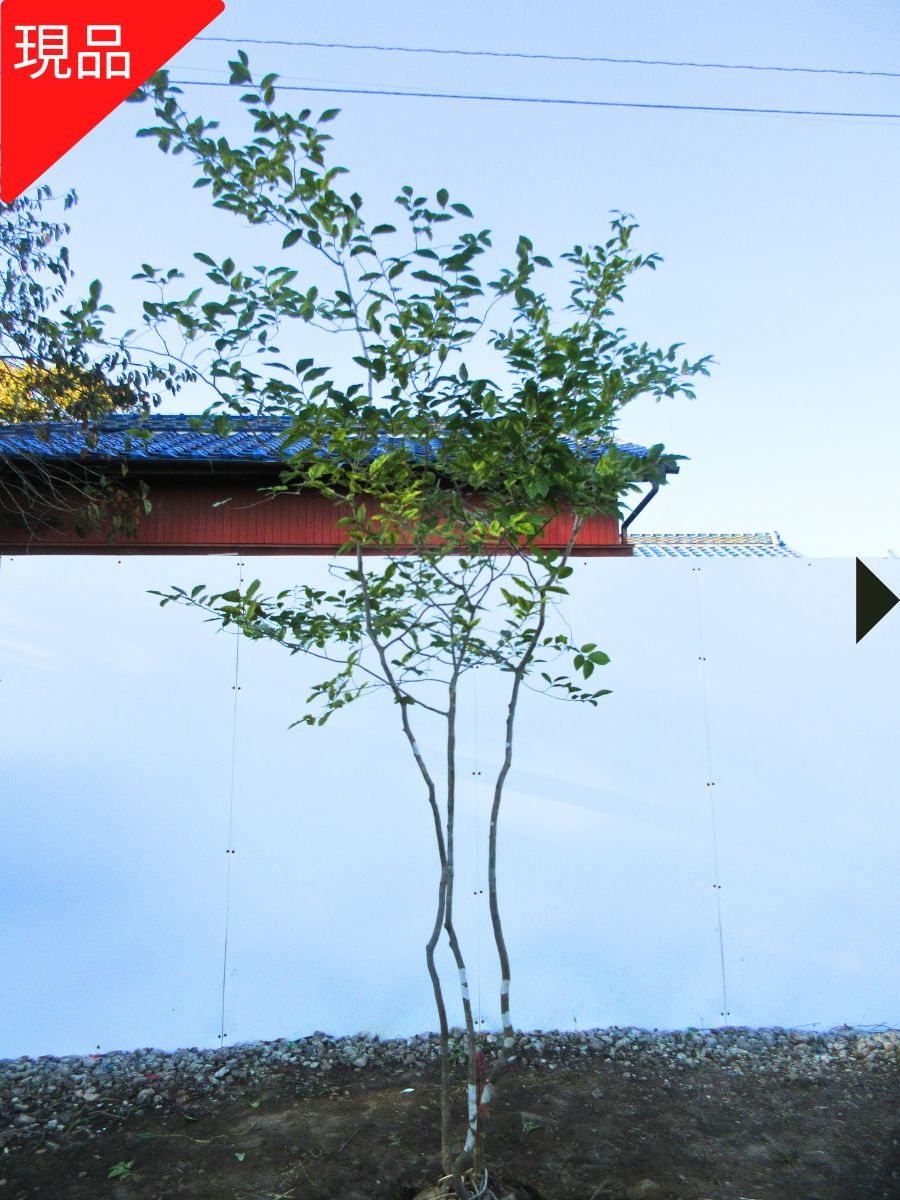 楽天市場】【現品発送】ヤマコウバシ 株立ち 樹高2.3-2.7m(根鉢含まず