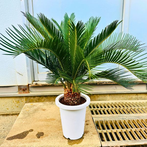 楽天市場】【スーパーセール10%OFF】ソテツ(蘇鉄) 7号 シンボルツリー