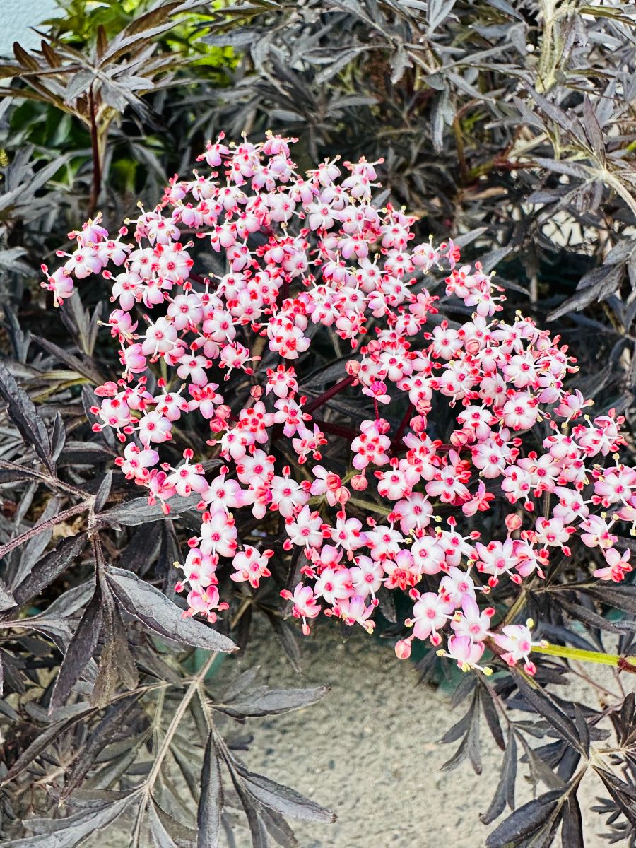 楽天市場】サンブカス ブラックレース 5号 西洋ニワトコ シェード