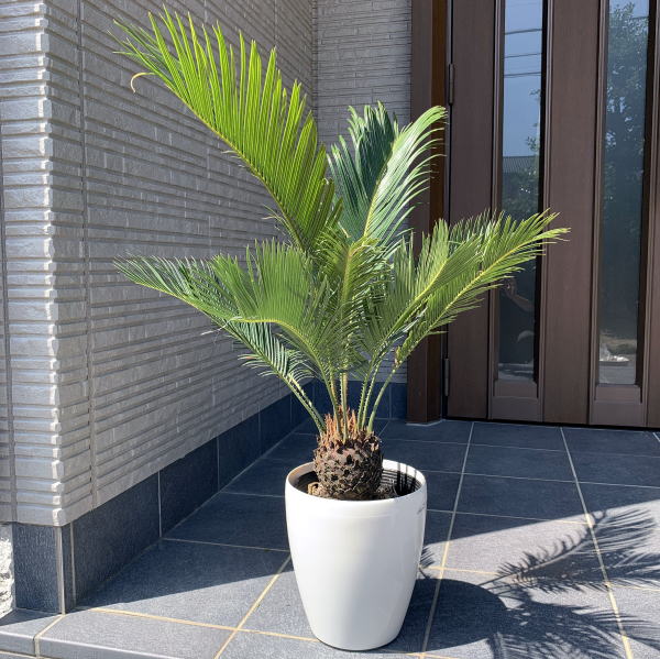 楽天市場】【スーパーセール10%OFF】ソテツ(蘇鉄) 7号 シンボルツリー