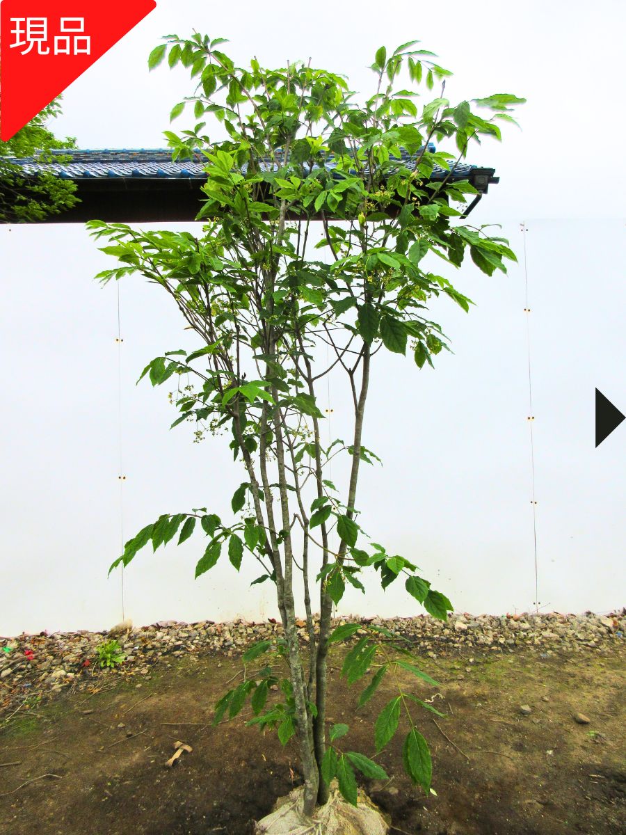 楽天市場】【現品発送】ツリバナ 株立ち 樹高1.5-1.6m(根鉢含まず
