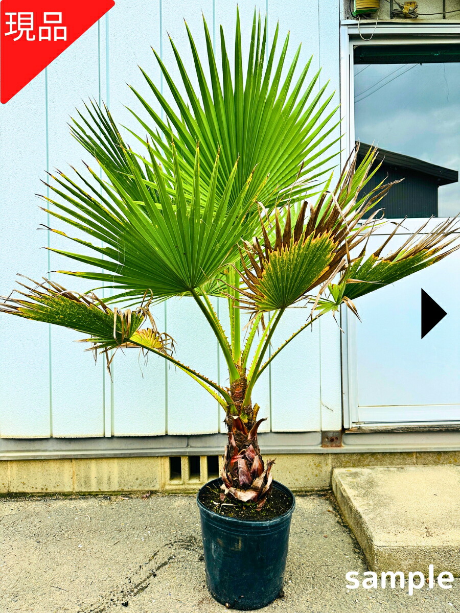 楽天市場】【現品発送】ワシントンヤシ 10号 樹高1.6m(鉢底から