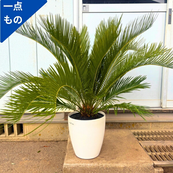 楽天市場】ソテツ 10号の通販