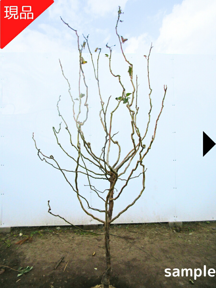 楽天市場】【現品発送】雲竜梅（ウンリュウバイ）樹高1.4-1.6m(根鉢