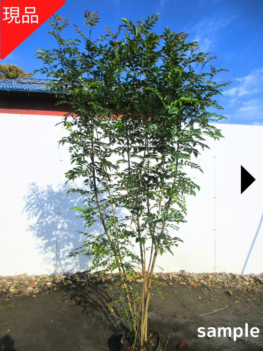 楽天市場】【現品発送】エゴノキ 株立ち 樹高2.3-2.5m(根鉢含まず