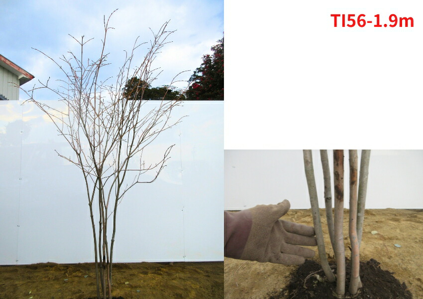 楽天市場】【現品発送】ツリバナ 株立ち 樹高1.9-2.0m(根鉢含まず