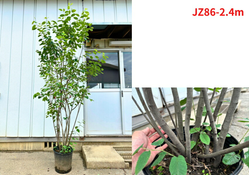 楽天市場】【現品発送】ジューンベリー 株立ち 樹高2.3-2.5m(鉢底から