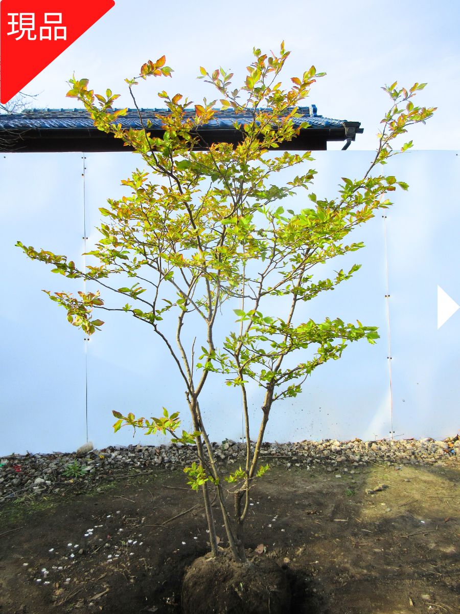 楽天市場】【現品発送】ナツハゼ 株立樹高1.4-1.6m(根鉢含まず