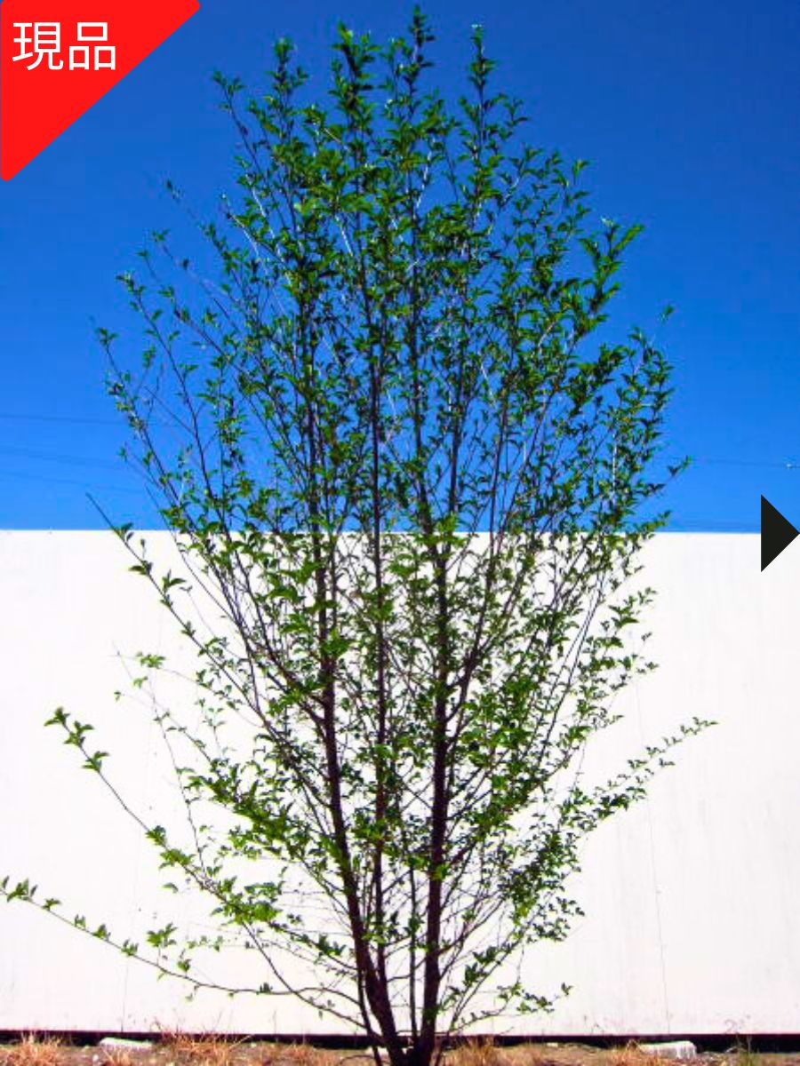 エゴノキ 株立」の人気商品一覧 | 安い商品を通販サイトから探す