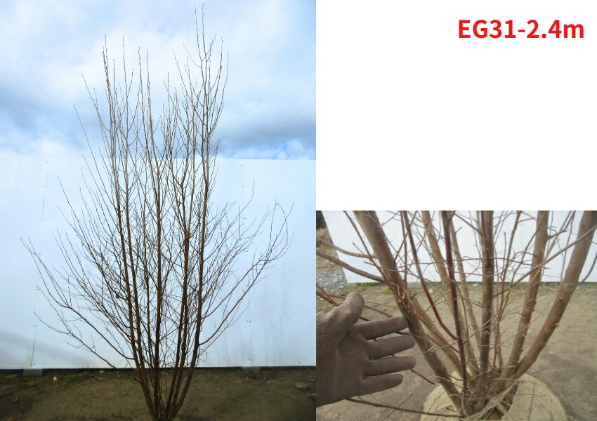 楽天市場】【現品発送】エゴノキ 株立ち 樹高2.3-2.5m(根鉢含まず