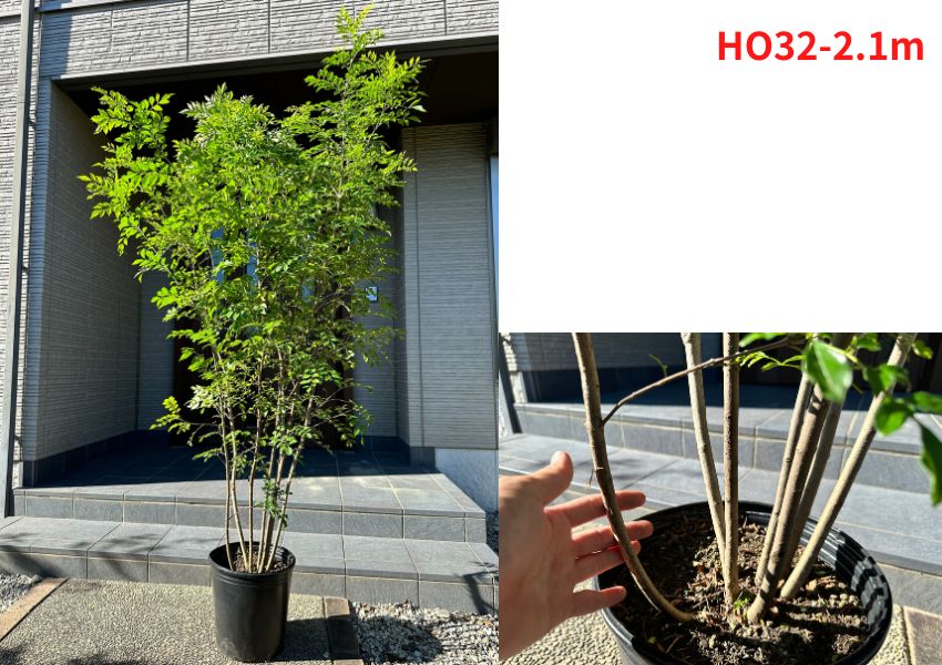 楽天市場】【現品発送】シマトネリコ 10号 樹高2.2-2.3m(鉢底から) 株