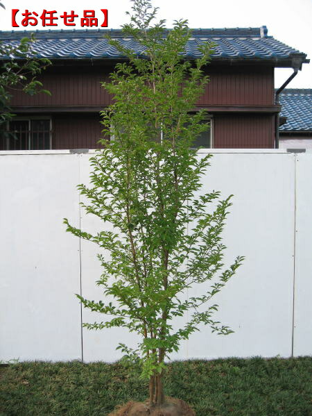 楽天市場】ヒメシャラ (姫夏椿) 株立ち 樹高2.0m前後(根鉢含まず