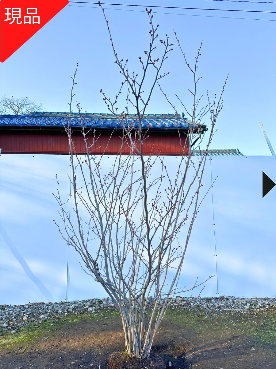 楽天市場】【現品発送】土佐ミズキ（トサミズキ）樹高1.7-2.5m(根鉢