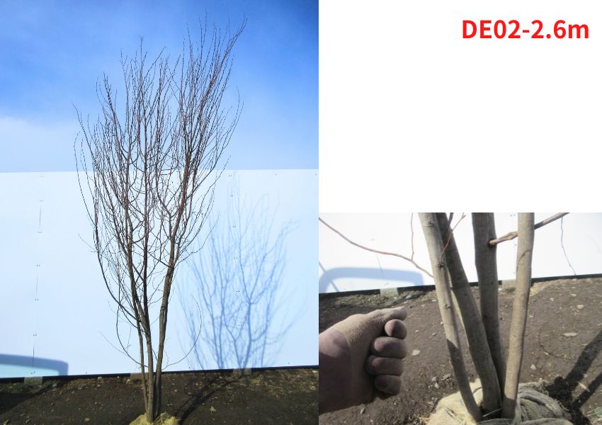 楽天市場】【現品発送】アカシデ(アカメソロ) 株立ち 樹高2.5-2.7m(根