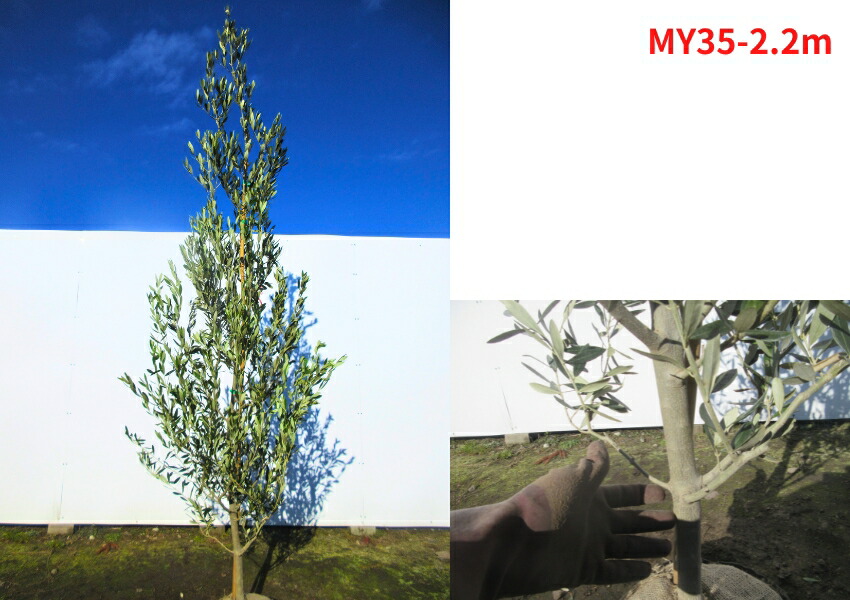 楽天市場】【現品発送】オリーブの木 (ミッション) 樹高2.2-2.3m(根鉢