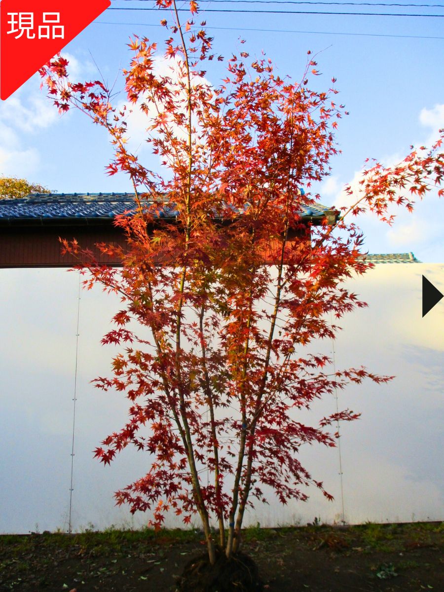 楽天市場】【現品発送】イロハモミジ 本株立ち 樹高2.0-2.2m(根鉢含ま