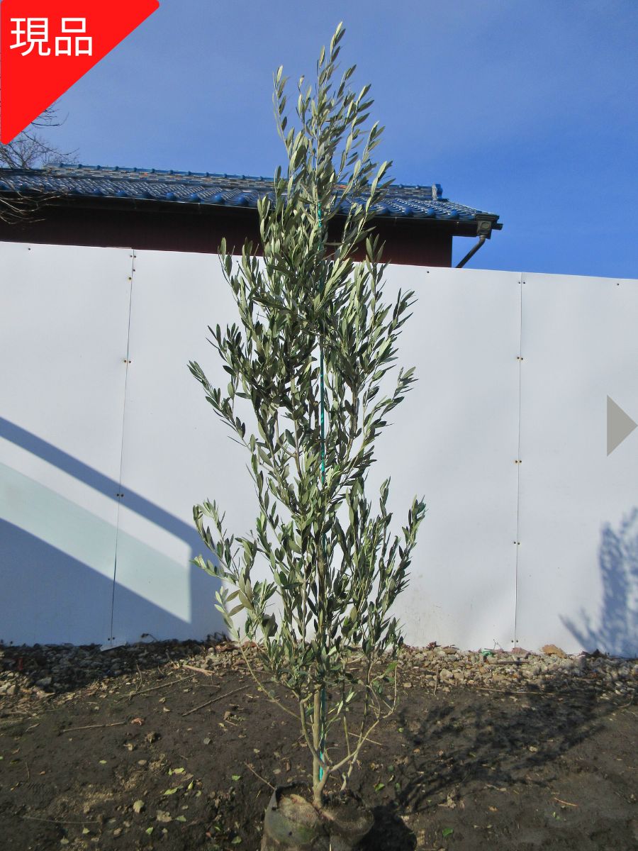 楽天市場】【現品発送】オリーブの木 (ミッション) 樹高2.2-2.3m(根鉢