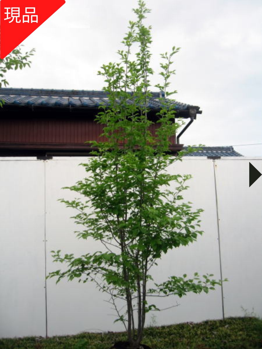 楽天市場】【現品発送】 アオハダ 樹高2.3-2.6m(根鉢含まず）青膚 苗木