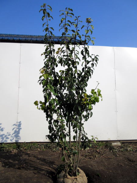 楽天市場】ソヨゴ メス株 株立ち 樹高1.5m前後(根鉢含まず)【おまかせ