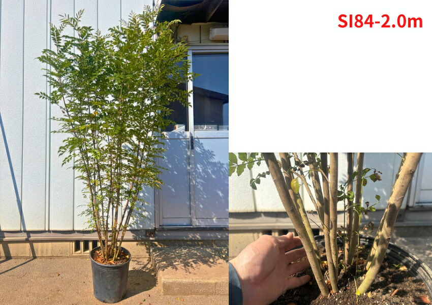 楽天市場】【スーパーセール10%OFF】【現品発送】シマトネリコ 10号