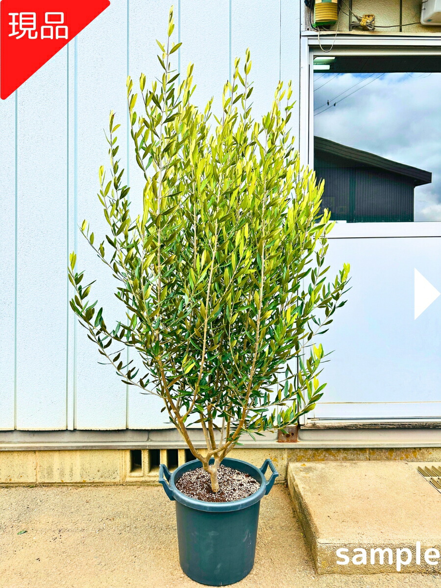 楽天市場】【現品発送】アロニア(クックベリー)株立樹高1.8-2.0m(根鉢