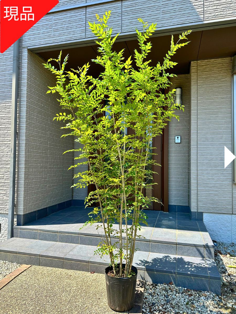 楽天市場】【スーパーセール10%OFF】【現品発送】シマトネリコ 10号